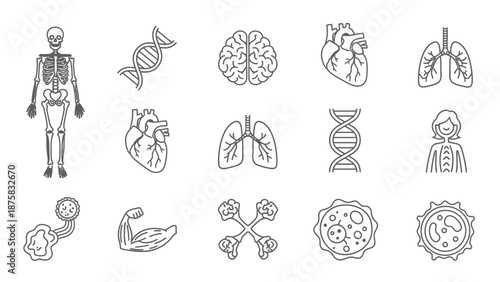 Human Anatomy Icon Set: Skeleton, Brain, Heart, Lungs, DNA, Cells