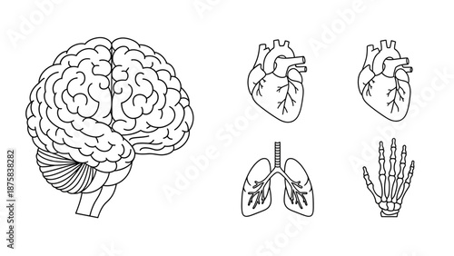 Human Anatomy Icons: Brain, Heart, Lungs, Skeleton Hand - Medical Science Illustration