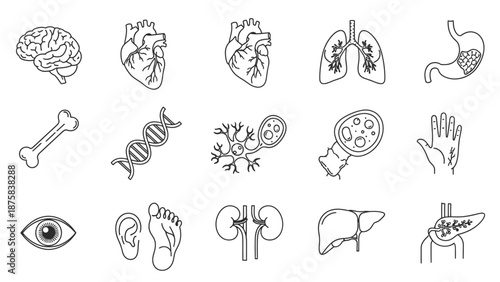 Human Anatomy Icons: Brain, Heart, Lungs, Stomach, Bone, DNA, Cells, Eye