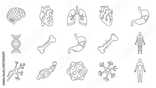 Human Anatomy Icons: Brain, Heart, Lungs, Stomach, DNA, Bone, Muscle, Cells