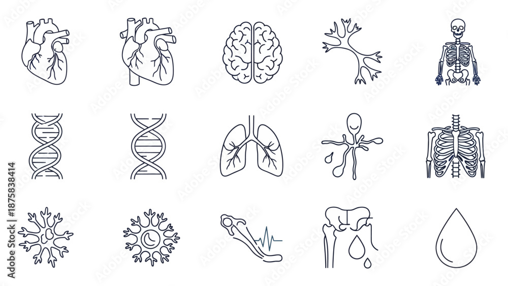 Fototapeta premium Human Anatomy Icons: Heart, Brain, Lungs, DNA, Skeleton, Neuron, Cells