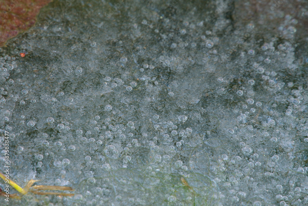 Obraz premium The world of plants hibernated in ice