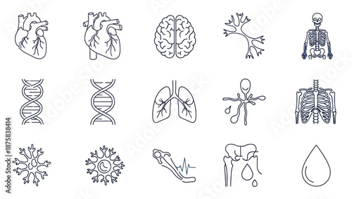 Human Anatomy Icons: Heart, Brain, Lungs, DNA, Skeleton, Neuron, Cells