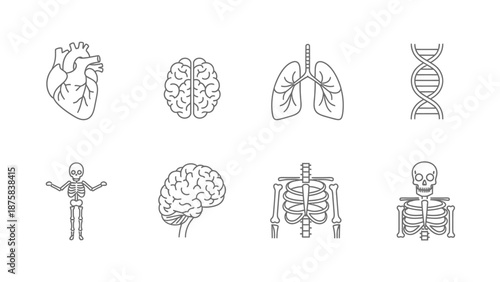 Human Anatomy Icons: Heart, Brain, Lungs, DNA, Skeleton, Ribcage