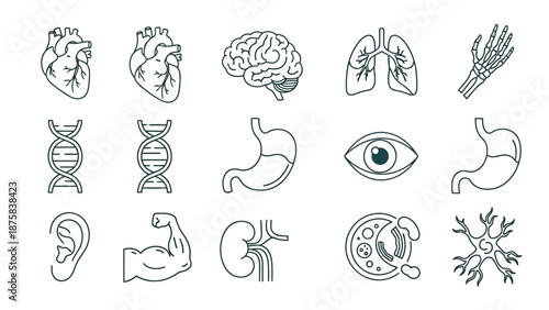 Human Anatomy Icons: Heart, Brain, Lungs, DNA, Stomach, Eye, Bone, Ear, Muscle, Kidney