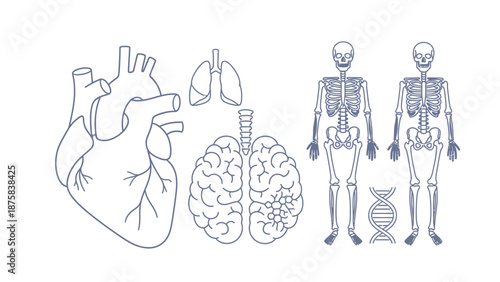 Human Anatomy Icons: Heart, Brain, Lungs, Skeleton, DNA - Medical Science