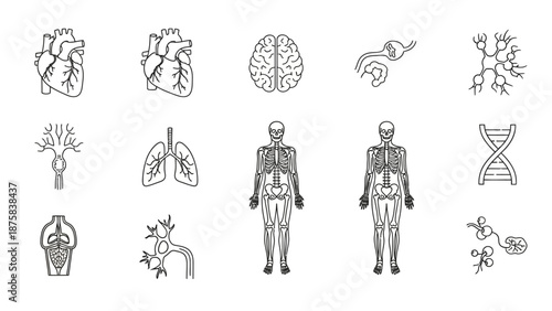 Human Anatomy Icons: Heart, Brain, Lungs, Skeleton, DNA, Neurons, Cells
