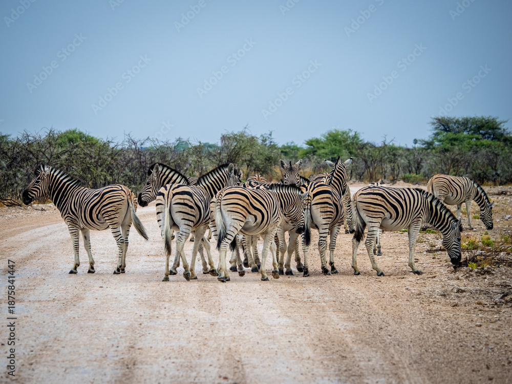 Obraz premium zebras crossing the road