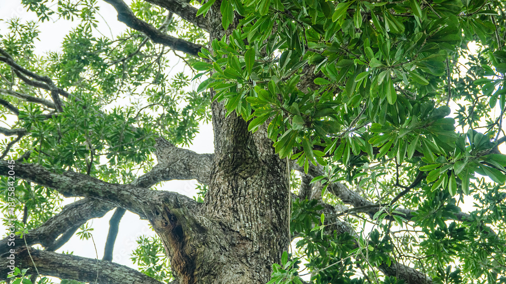 Fototapeta premium Tall-stemmed trees, lofty tree in the rain forest of Borneo island. 3,000 tree species, including 267 from the Dipterocarpaceae family. It like Hopea