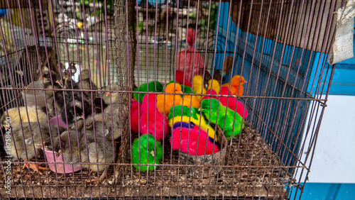 Tableau sur toile sale of chickens at the market