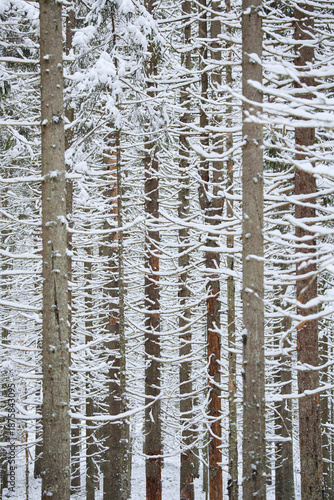 it is snowing heavily in the park, large flakes of snow are slowly falling on tree branches, no people