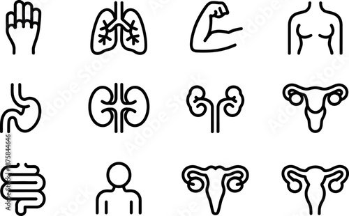 Collection of stylized medical human organ icons including lungs stomach kidneys intestines hand bicep and reproductive system organs isolated on transparent background