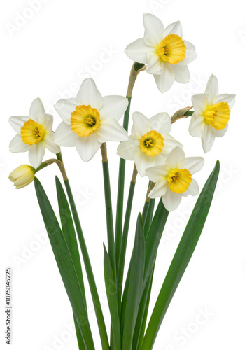 Vibrant white daffodils, yellow-orange coronas, green stems, lush leaves, open and in bud, upright on a bright white studio backdrop with copy space. Spring renewal concept
