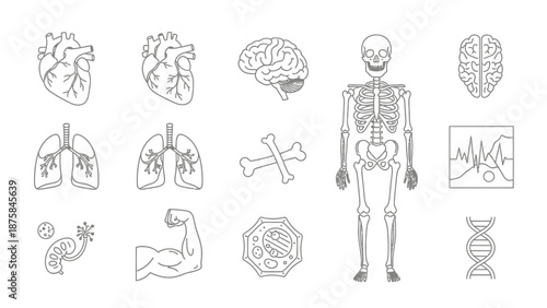 Human Anatomy Icons: Heart, Brain, Skeleton, Lungs, DNA, Cells, Kidney, Muscle