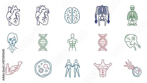 Human Anatomy Icons: Heart, Brain, Skeleton, DNA, Muscles, Cells