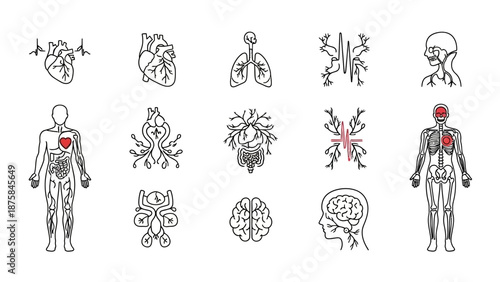 Human Anatomy Icons: Heart, Lungs, Brain, Circulatory System, Body Outline
