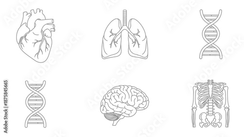 Human Anatomy Icons: Heart, Lungs, Brain, DNA, Skeleton - Medical Science Illustration