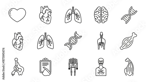 Human Anatomy Icons: Heart, Lungs, Brain, DNA, Skeleton, Muscles & More