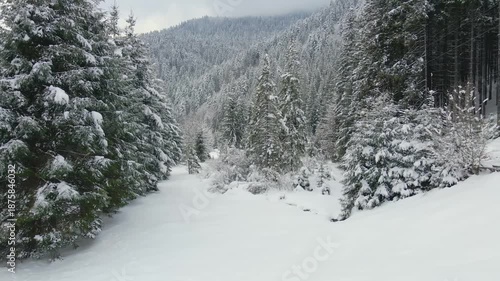 Drone footage captures a serene winter landscape in Synevyr National Park. A path leads through a dense pine forest with trees heavily covered in snow, surrounded by snow-capped mountains under a clou