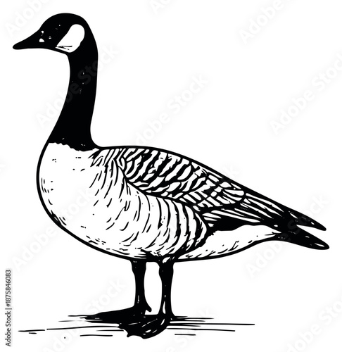 Hand drawn line art illustration of a Canada goose depicting it standing in profile for nature designs