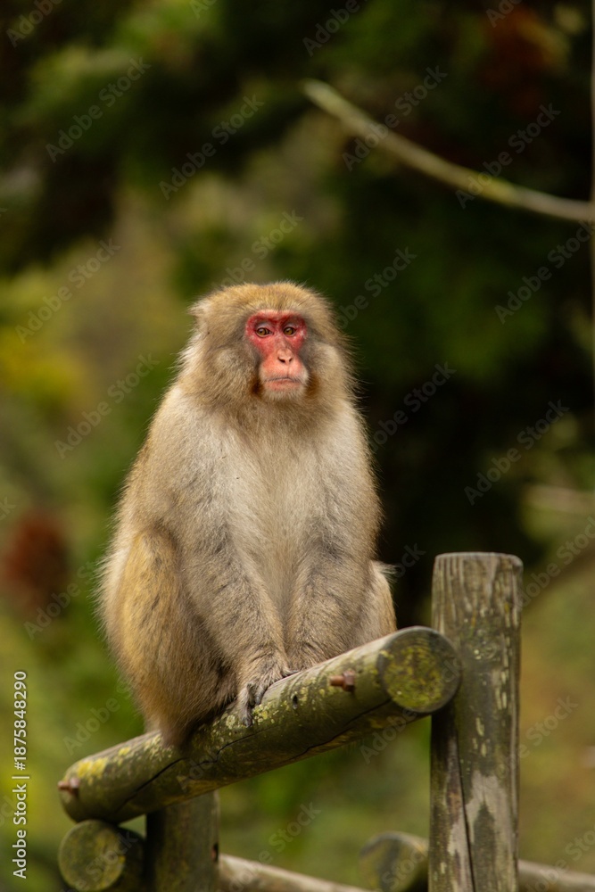 Fototapeta premium Monkey on a fence in Japan