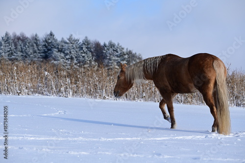 Wallpaper Mural Schönes goldenes Pferd geht frei über schneebedeckte Wiese Torontodigital.ca