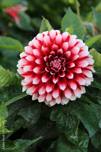 Tableau sur toile A top view of a red and white flower