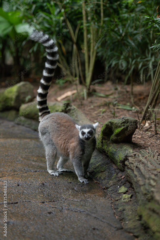 Fototapeta premium Ring-tailed lemur standing on the ground with its tail raised, grey fur and an alert gaze, tropical plants and a stone path.