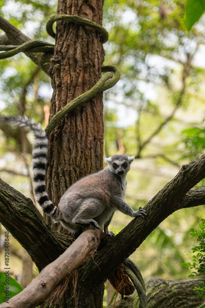 Fototapeta premium Ring tailed lemur standing on tree branches, striped tail raised, textured bark and vine visible, forest background with shallow depth of field.