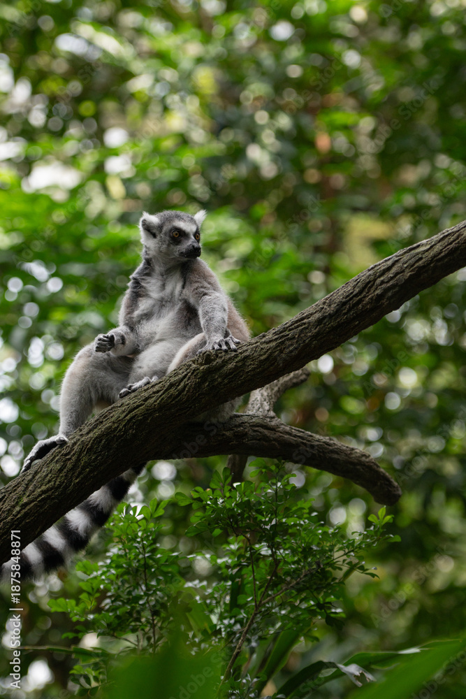 Fototapeta premium Lemur perched high on branch, relaxed posture and banded tail hanging down, natural woodland setting with soft light.