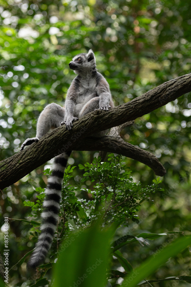 Obraz premium Ring tailed lemur sitting on tree branch in forest, full animal visible with long striped tail, green foliage background and shallow depth of field.