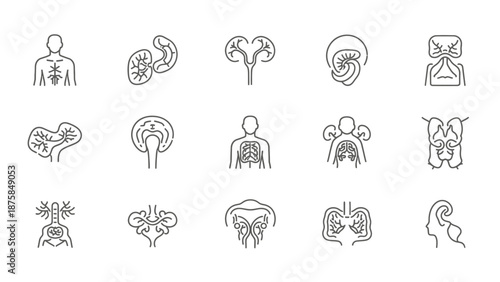Human Anatomy Icons: Kidneys, Lungs, Urinary System, Brain, and More