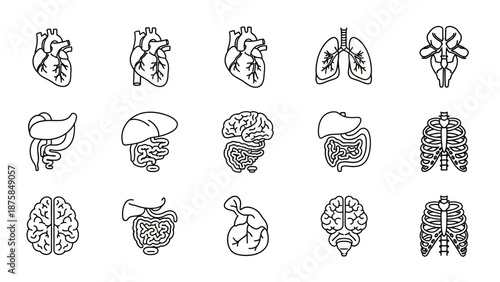 Human Anatomy Icons: Organs Collection - Heart, Lungs, Brain, Ribs, Liver, Intestines