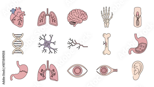 Human Anatomy Icons: Organs, Brain, DNA, Skeleton, Cells, Eyes, Ear
