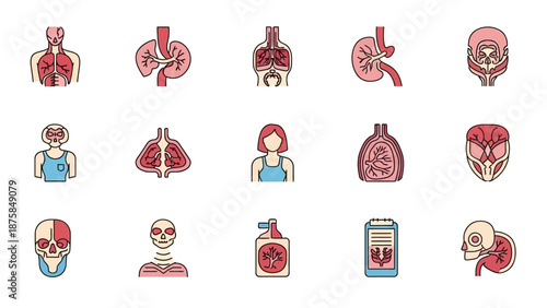 Human Anatomy Icons: Organs, Skeleton, Brain, Lungs, Kidneys, Medical Illustration