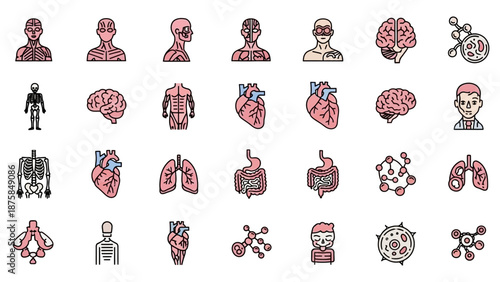 Human Anatomy Icons: Organs, Skeleton, Muscles, Brain, Heart, Lungs, Cells