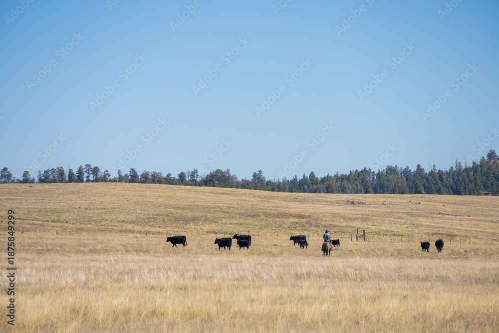 Fototapeta premium herd of cows