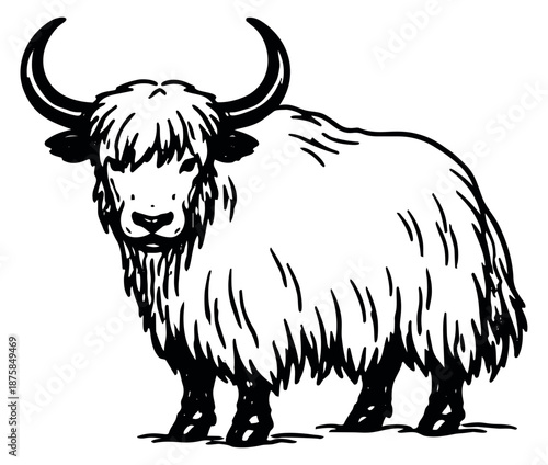 Hand drawn line art illustration of a yak depicting a standing pose for animal concepts