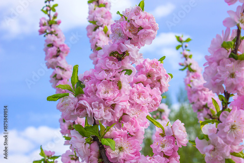 Branches of Pink blooming flowers Louiseania triloba, Prunus triloba, Amygdalus triloba in the spring garden. Blossoming tree over blue sky background.