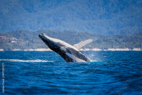 Young humpback whale jumping in front of the beach in Byron Bay Australia