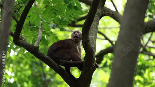 Capuchin Monkeys in Parque Tayrona, Colombia