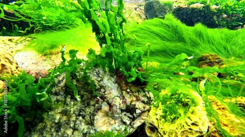 Green algae Enteromorpha sp. sway underwater in clear transparent water on rocks near the shore in the Black Sea