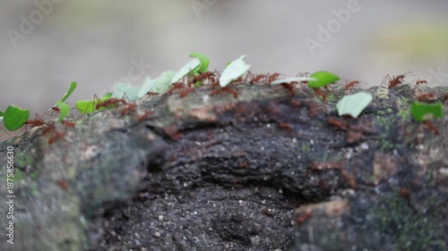 Leaf-cutter Ants in Colombian Jungle