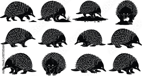 Black echidna silhouette collection showing multiple poses, walking, digging, and resting views, isolated on white background, Australian wildlife mammal vector illustration set