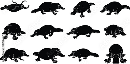 Black platypus silhouette set showing multiple poses and angles isolated on white background, Australian monotreme wildlife animal vector illustration collection