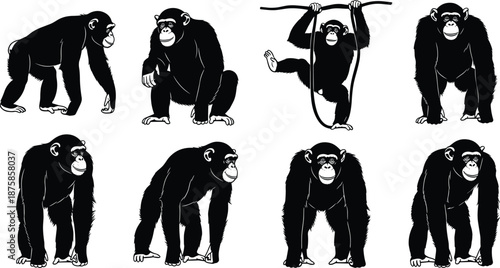 Collection of black chimpanzee and ape silhouette illustrations showing walking, standing, sitting and swinging poses isolated on white background wildlife vector set