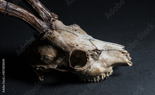 Detailed closeup of roe deer Capreolus capreolus skull teeth.