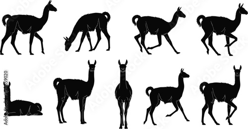 Collection of black llama and alpaca silhouette illustrations showing walking standing sitting and grazing poses isolated on white background wildlife vector set