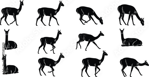 Collection of black llama and alpaca silhouette illustrations showing walking, standing, sitting and grazing poses isolated on white background wildlife vector set