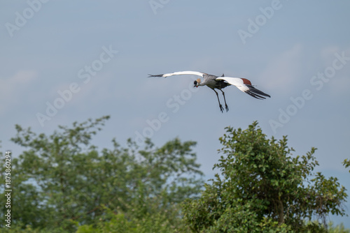 A Grey Crowned Crane, the national bird of Uganda, is on a glidepath coming in to land in Uganda